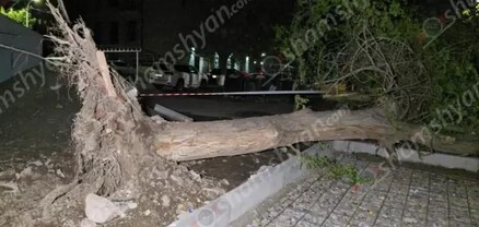 Արտակարգ դեպք՝ Երևանում. քամու հետևանքով հաստաբուն ծառը արմատից կոտրվել ու տապալվել է. shamshyan.com