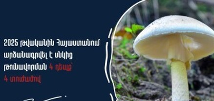 Ոչ բոլոր սնկերն են ուտելի, զգոն եղեք. Առողջապահության նախարարություն