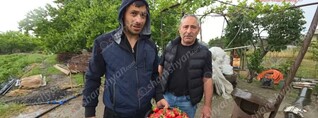 Կարկուտը մեծ վնասներ է հասցրել Բյուրավան գյուղի բնակիչներին. փչացել է ծիրանի ու ելակի բերքը. shamshyan.com