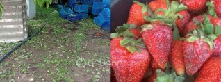 Նման բան չէի տեսել. Բյուրավանի բնակիչները շոկի մեջ են կարկուտի հետևանքներից