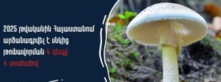Ոչ բոլոր սնկերն են ուտելի, զգոն եղեք. Առողջապահության նախարարություն