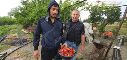 Կարկուտը մեծ վնասներ է հասցրել Բյուրավան գյուղի բնակիչներին. փչացել է ծիրանի ու ելակի բերքը. shamshyan.com
