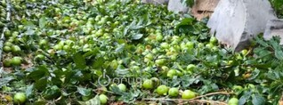 Նոյեմբերյանում կարկուտը փչացրել է բերքը, վնասել ավտոմեքենաներ