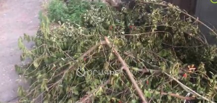 Քաջազնունի փողոցում մրգատու ծառ են կտրել