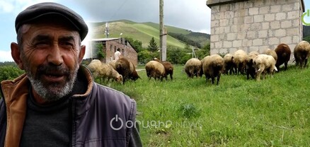 Մղարթում հովիվների «բանը բուրդ» է