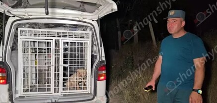 Շան հարձակման հետևանքով հիվանդանոց են տեղափոխվել 2 չափահաս և 1 անչափահաս