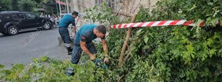 Երևանի բակերից մեկում թթենին արմատից պոկվել ու ընկել է. shamshyan.com