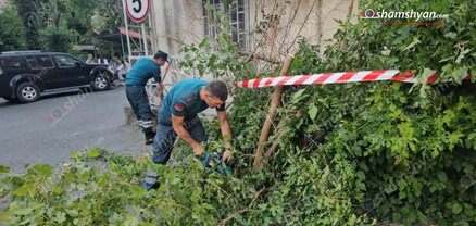 Երևանի բակերից մեկում թթենին արմատից պոկվել ու ընկել է. shamshyan.com
