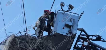 Արտակարգ դեպք՝ Արգավանդում․ արագիլի ոտքը արգելափակվել էր էլեկտրական լարերի մեջ․ shamshyan.com