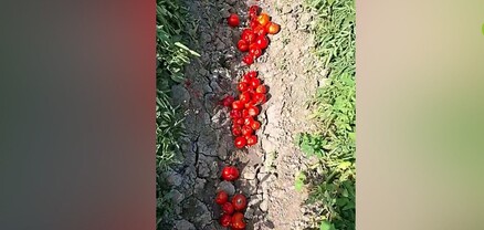 Լոլիկը դաշտերում փչանում է, չեն մթերում. գյուղացու ողջ տարվա աշխատանքը ջուրն է լցվել 