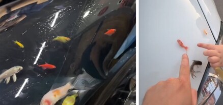 «Կենդանի ակվարիում» մեքենայի վրա. տարօրինակ միտում սոցիալական ցանցերում