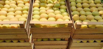 Հունիսի 1-ից հուլիսի 7-ը Հայաստանից արտահանվել և ՌԴ է մտել 1507 ծիրանով բեռնված բեռնատար