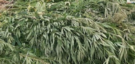 Ներքին Գետաշենում հայտնաբերվել է կանեփի 1265 բույս. ոստիկանների բացահայտումը