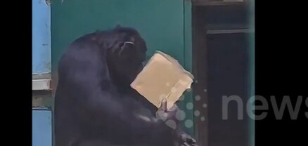 Չինաստանում շիմպանզեն ստվարաթղթով հով է անում՝ ընդօրինակելով մարդկանց