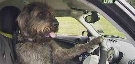 Շների ավտոդպրոց՝ Նոր Զելանդիայում