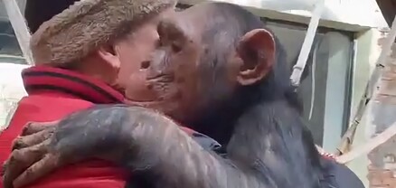 Քաղցած շիմպանզեն գրկել է նրան, ով կերակրել է իրեն