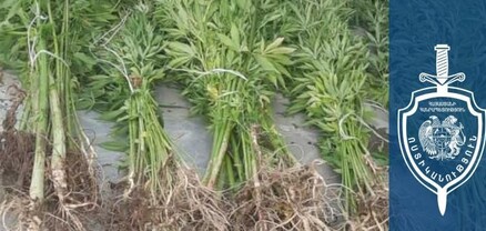 Բռնակոթ գյուղի բնակչի տնամերձ հողամասում հայտնաբերվել է կանեփի 245 բույս