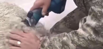 Տղամարդը մազ կտրող նոր մեքենան փորձարկել է սեփական խոյի վրա