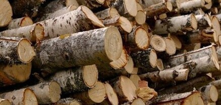 «Իջևանի անտառտնտեսությունում» ապօրինի ծառահատումների հետևանքով վնասը կազմել է ավելի քան 43 միլիոն դրամ. ԲԸՏՄ