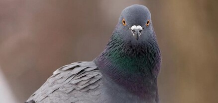 Հնդկաստանում աղավնին «բերման է ենթարկվել»՝ սպառնալիք պարունակող գրության պատճառով