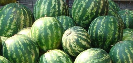 Արարատի մարզում քաղաքացուն պատկանող դաշտից գողшցել են «Ֆիլիպ» տեսակի մոտ 5 տոննա ձմերուկ