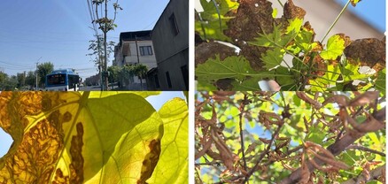 Արևից այրված, ջրազրկված, խեղճացած, դժբախտ և դժգույն բույսեր… Քրիստինա Վարդանյան