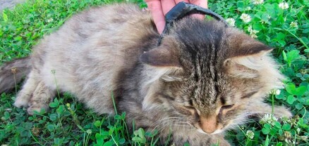 Նիժնի Նովգորոդում բացահայտվել է թմրանյութերի «կատու-առաքիչ»