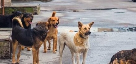 Երևանի քաղաքապետարանը ձեռնարկել է նոր նախաձեռնություն կենդանասերների համար