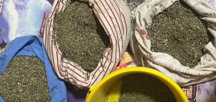 Մեծամորցի տղամարդու տանը կես կիլոգրամից ավելի մարիխուանա է հայտնաբերվել․ նա ձերբակալվել