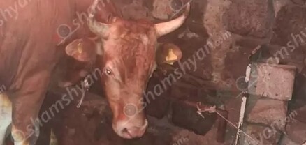 Լոռու մարզի հանդամասերից մեկում հայտնաբերվել է տղամարդու մարմին. ըստ նախնական տեղեկությունների՝ մահվան պատճառը ցուլի կողմից պոզահարվելն է