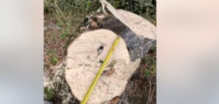 «Դիլիջան» ազգային պարկում ավելի քան 100 կտրված ծառ է հայտնաբերվել․ ահազանգ