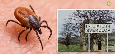 Երեխաս շուտով կծնվի, բայց ապրուստից զրկվել ենք․ Սվերդլովում տզերի պատճառով կովեր են սատկել