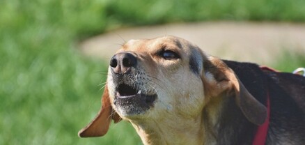 Արարատի մարզում շունը 1,5 տարեկան երեխայի է կծել, ինչից հետո շունը սատկել է