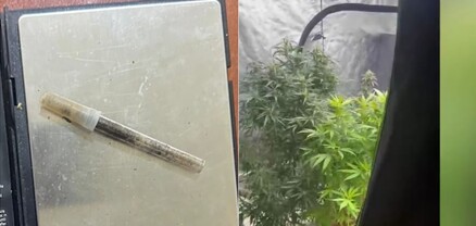 Ննջարանում աճում էր կանեփ, հայտնաբերվել է նաև 1 կգ-ից ավելի մարիխուանա. ՔՈԳՎ բացահայտումը