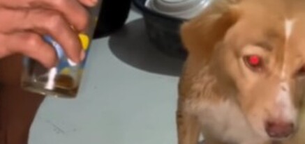 Ֆիլիպիններում շանը ստիպել են ալկոհոլ խմել