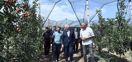 ՀՀ նախագահն այցելել է Նաիրի և Եղվարդ համայնքներում գտնվող խնձորի այգիներ