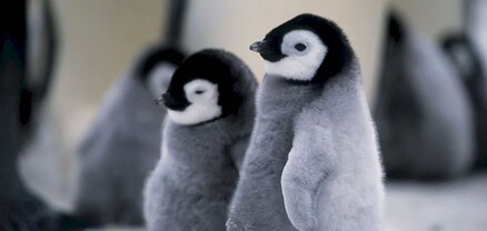 Մելբուռնում լուսանկարվել է պինգվինների հուզիչ տեսարան