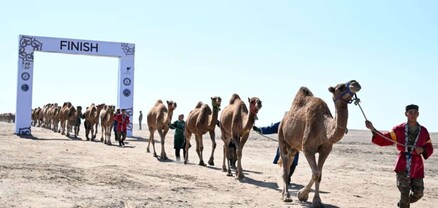 Ղազախստանում ուղտերի քարավանը հավակնում է Գինեսի ռեկորդի՝ որպես աշխարհում ամենաերկարը