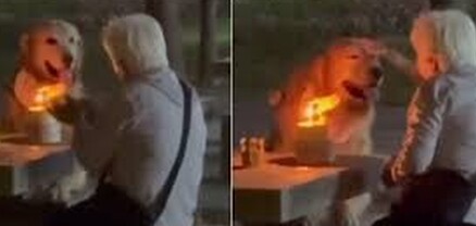 Շունը անտեսել է տորթը՝ հանուն տատիկի