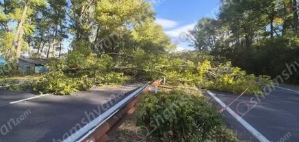 Սևանի ճանապարհին հաստաբուն ծառը տապալվել է՝ վնասելով ավտոմեքենա. երթևեկությունը ժամանակավորապես դադարեցվել է․ shamshyan.com