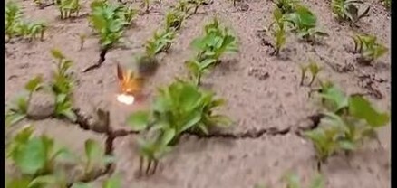 Ալյումինե լազերային ռոբոտները պայքարում են մոլախոտերի դեմ