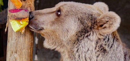 Գորշ արջը փրկվել է Հանքավանի հյուրանոցային համալիրներից մեկից