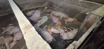 Գետամեջ գյուղում հրդեհ է բռնկվել բնակչի անասնագոմում. այնտեղ հայտնաբերվել են 12-ից ավելի մայրացու խոզ ու մոտ 120 խոճկոր՝ սատկած վիճակում. shamshyan.com