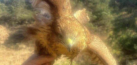 Առգրավված թռչունը բաց է թողնվել Ջերմուկի անտառներ. ԲԸՏՄ