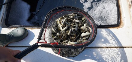 Սևանա լիճ է բաց թողնվել Սևանի Իշխանի «Գեղարքունի» ենթատեսակի 324․843 հատ մանրաձուկ