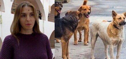 Կենդանասերների վստահությունն են շահում․ Էջմիածնում շների խնդիրը 2 ամսում չի լուծվի