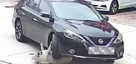 Չինաստանում 64 կգ քաշ ունեցող շունը ողջ է մնացել վրաերթից՝ «պաշտպանիչ ճարպի» շնորհիվ