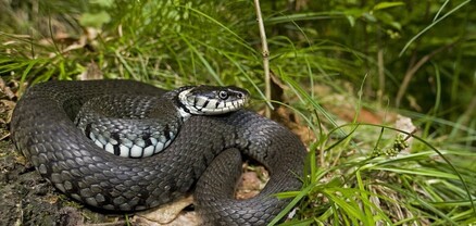 Օձը  կծել է հարբած տղամարդու և սատկել ալկոհոլային թունավորումից