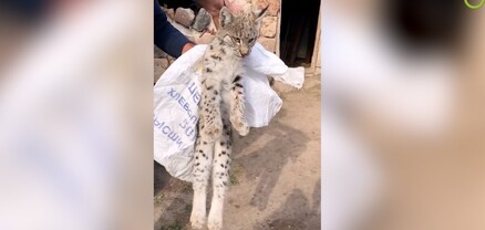 Լուսանը կտեղափոխվի կենդանաբանական այգի, նրան կանվանեն գյուղի անունով՝ Բագրավան