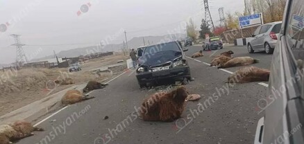 Շիրակի մարզում Mercedes-ը բախվել է ոչխարի հոտին․ 8 ոչխար տեղում սատկել է